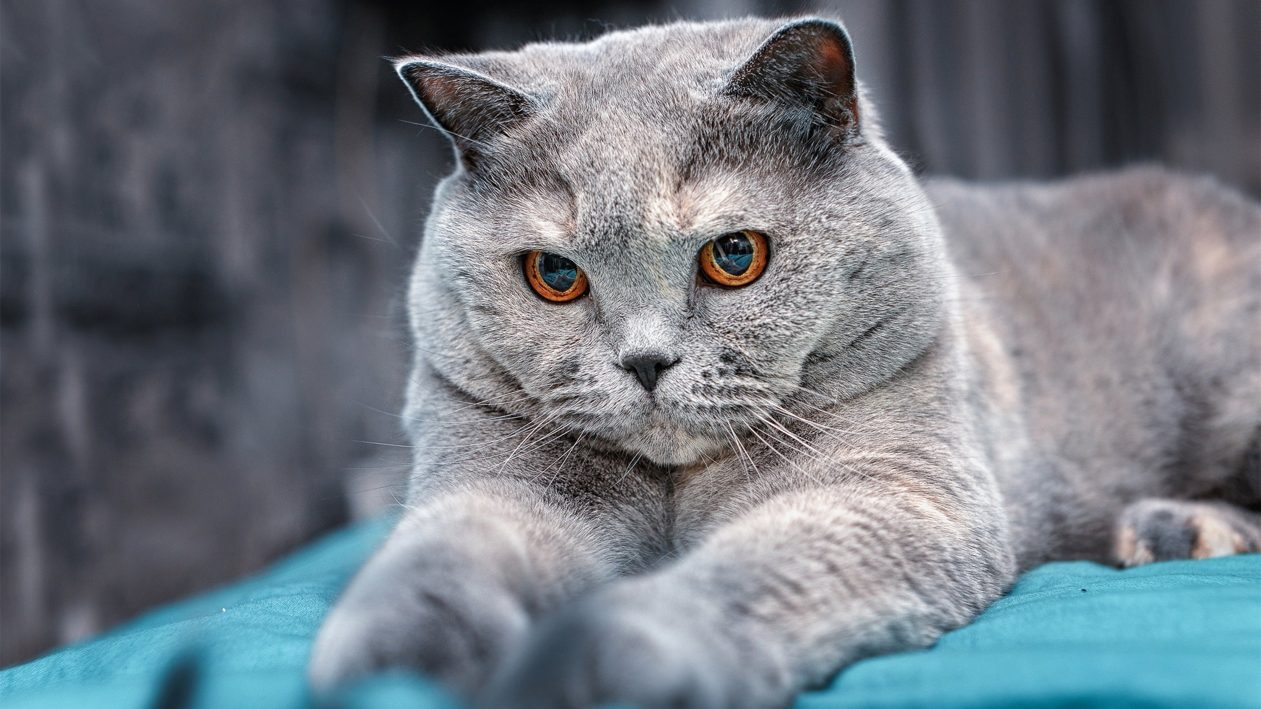 开云注册-CBA联赛采取新赛制，赛事公平性明显提升，2020至2021年cba联赛规则